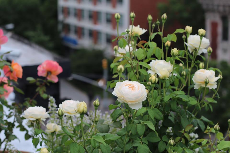 Hoa hồng Windermere (Windermere Rose)